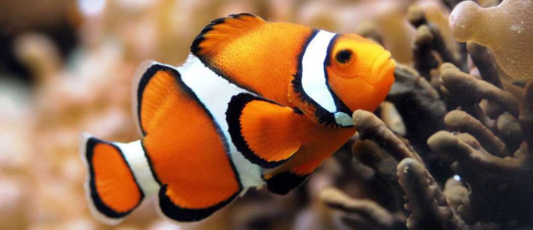 网页版呼叫中心