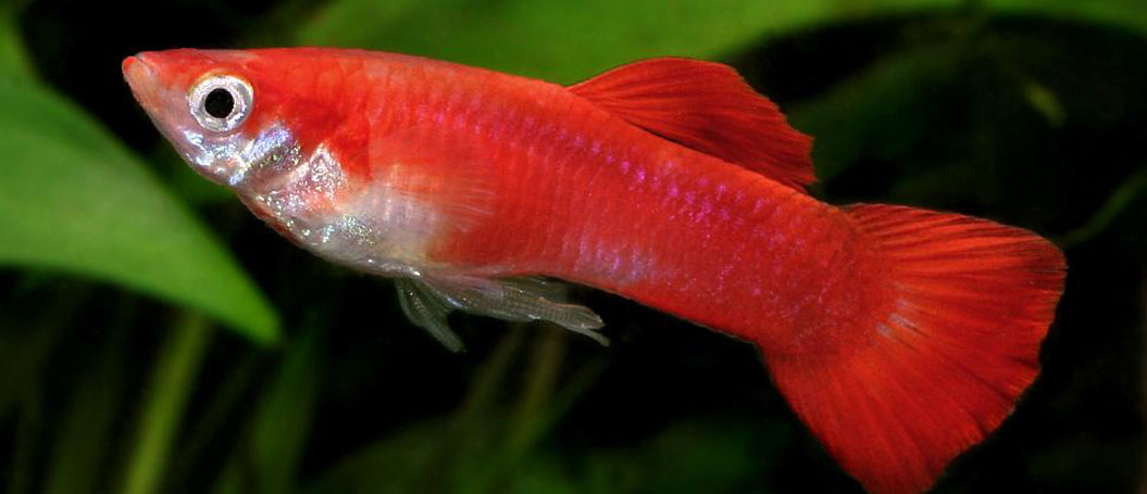 云呼电话轰炸机网页版