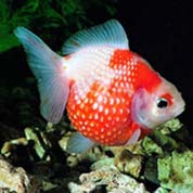 微信卡密代理的可以留电话的骚扰网站