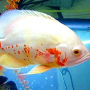 炸你妹在线轰炸