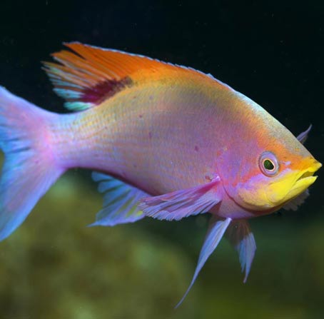 呼叫软件天天呼